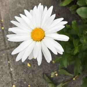 Meet your Posher, Aimee